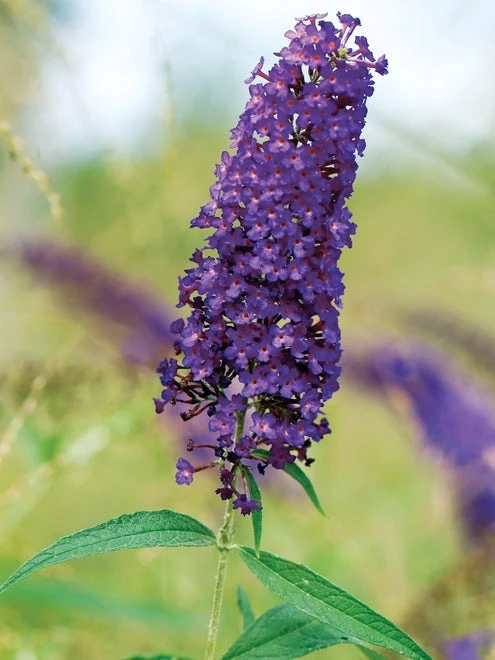 Butterfly Bush, Nanho Purple - Image 2