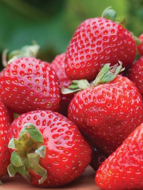 Strawberry, Seascape - Image 6