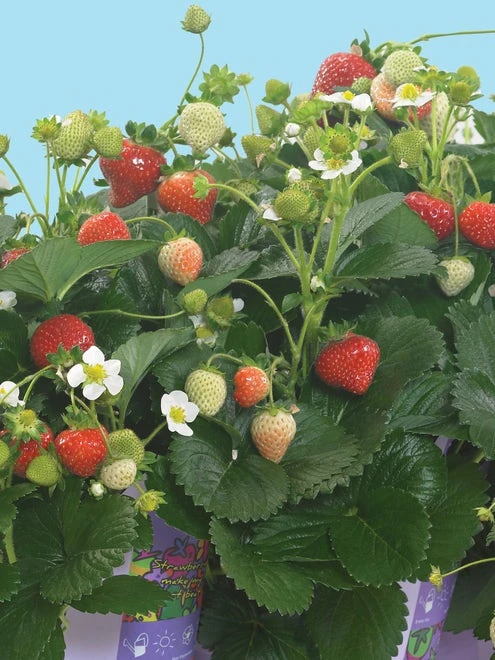 Strawberry, Delizz - Image 2