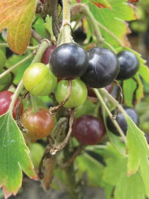 Currant, Consort Black - Image 5