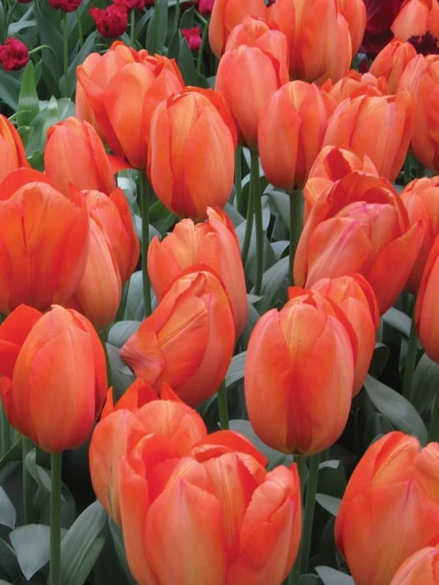 Tulip, Orange Balloon - Image 4