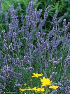 Lavender, Grosso