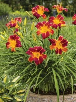 Daylily, EveryDaylily Red Ribs