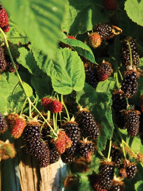 Marionberry - Image 3