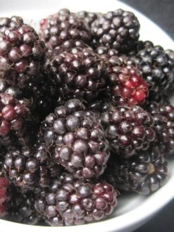 Blackberry, Ouachita