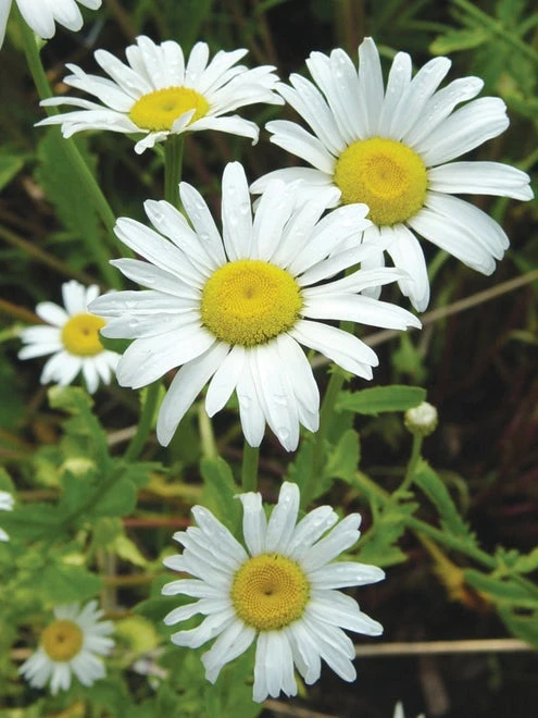 Shasta Daisy, Snow Lady - Image 2