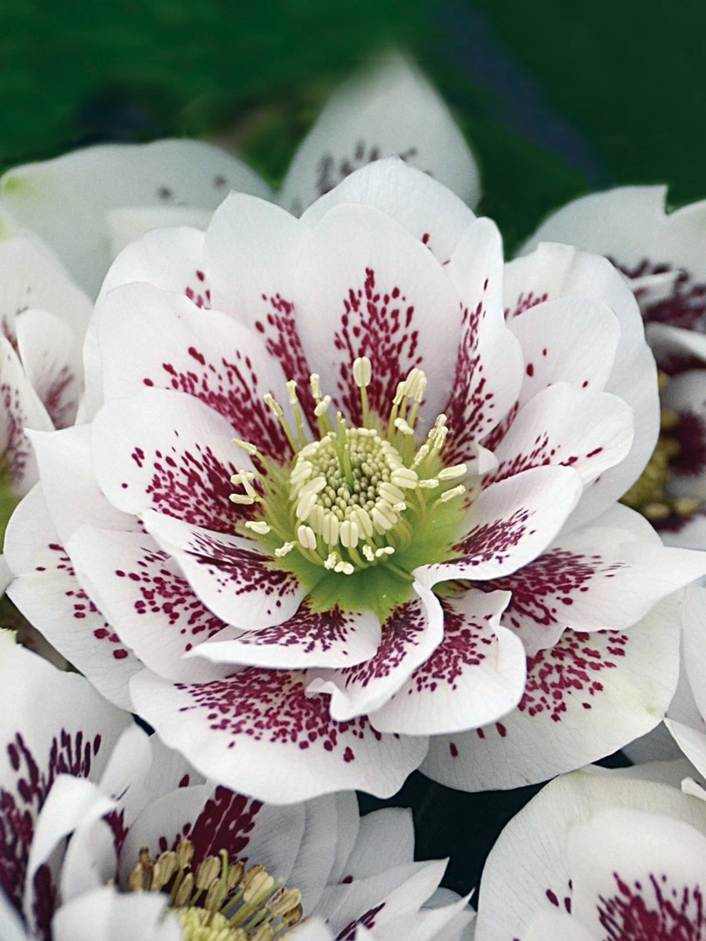 Hellebore, Wedding Party® Confetti Cake