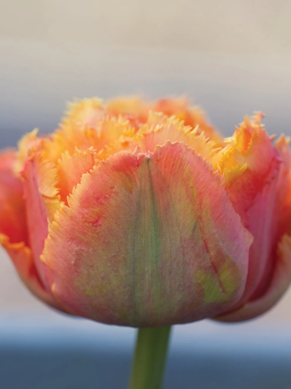 Tulip, Sensual Touch - Image 2