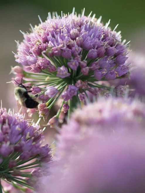 Allium, In Orbit PPAF - Image 6