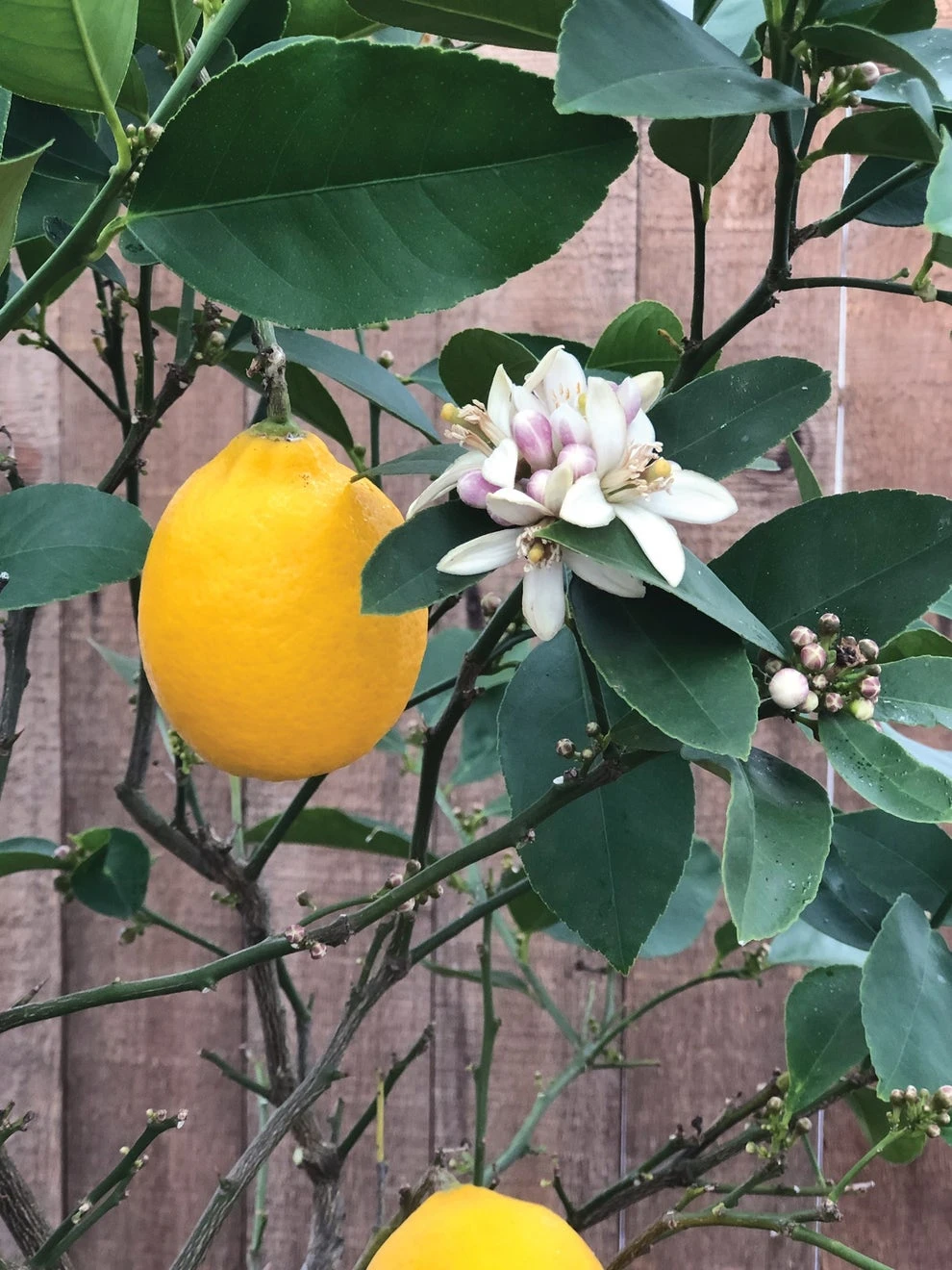 Improved Meyer Lemon Citrus Tree - Image 3