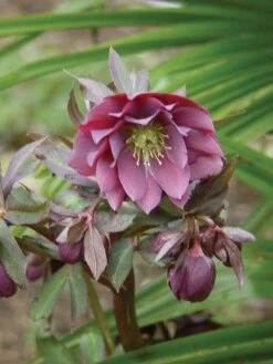 Hellebore, Kingston Cardinal