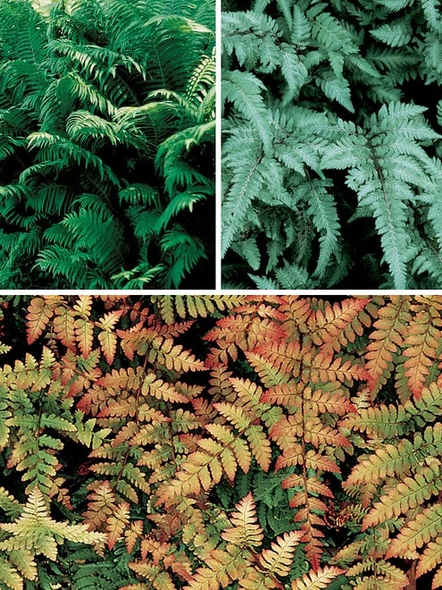 Fern Collection - Image 2