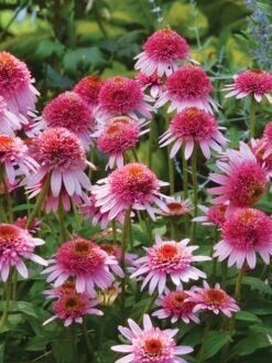 Echinacea Purpurea, Butterfly Kisses