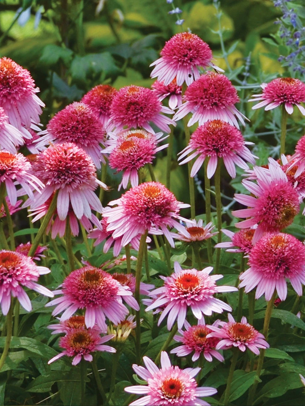 Echinacea Purpurea, Butterfly Kisses