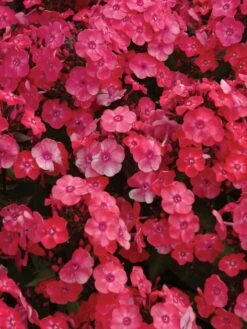 Phlox Paniculata, Glamour Girl