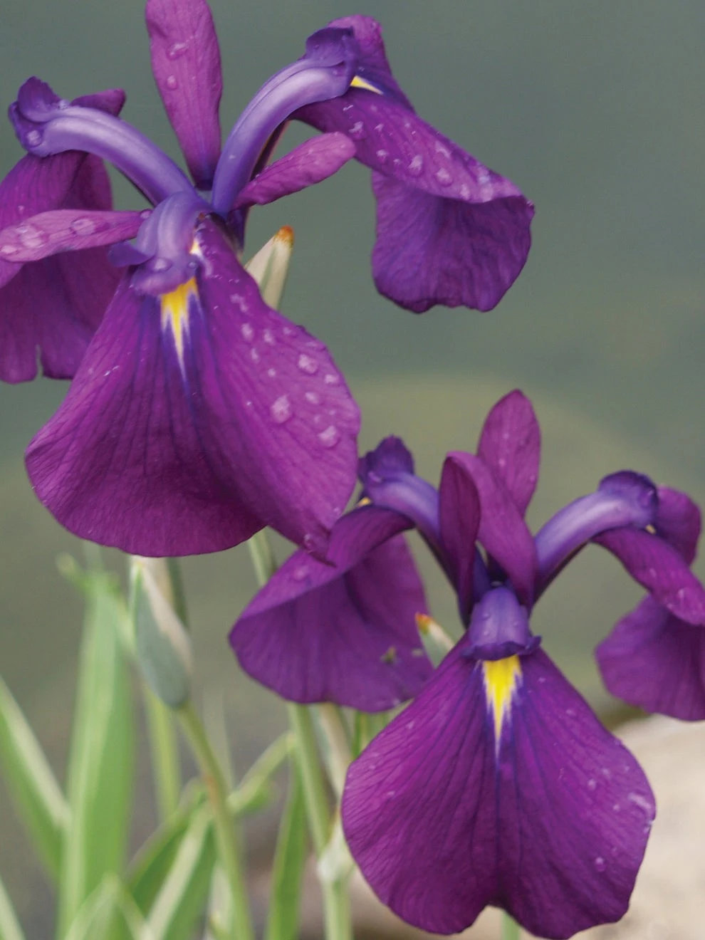 Iris Ensata, Variegata - Image 2