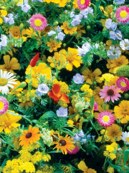 Wildflowers, Perennial Mix - Image 6