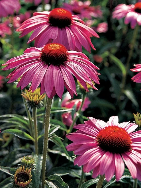Echinacea, Primadonna Deep Rose - Image 2