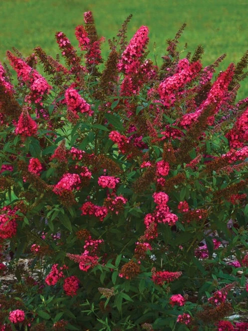 Buddleia, Prince Charming - Image 4