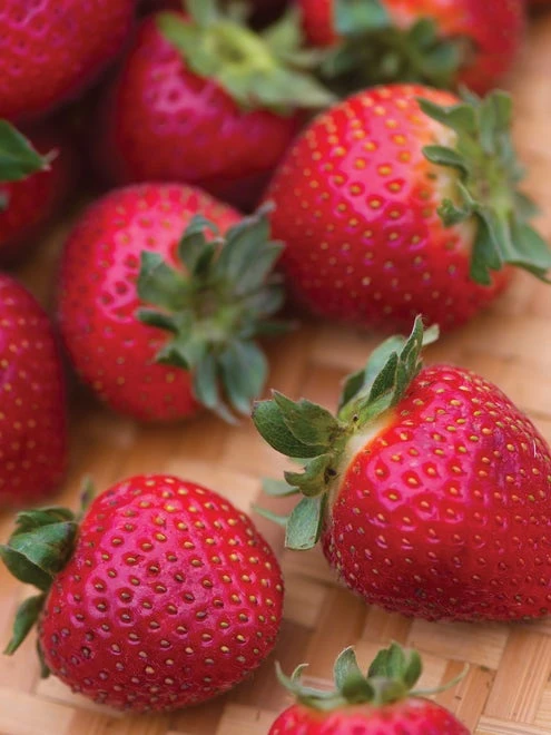 Strawberry, Evie-2 - Image 2