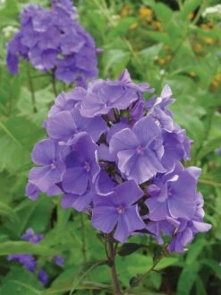 Phlox, Blue Paradise