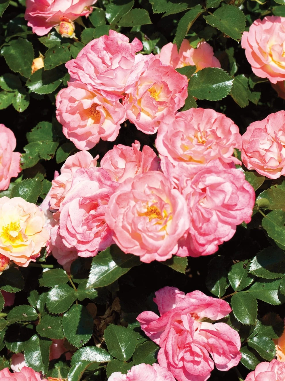 Rose, Peach Drift - Image 2