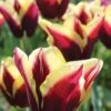 Tulip, Gavota