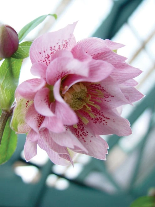 Hellebore, Phoebe - Image 2