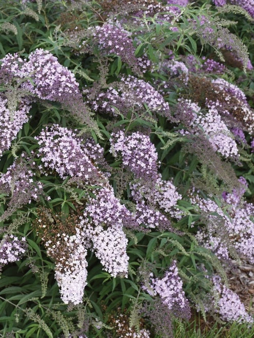 Buddleia, Lilac Cascade - Image 2