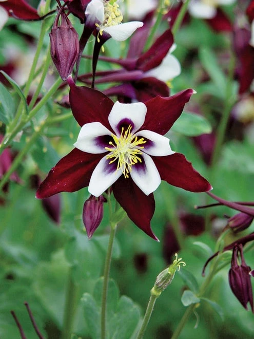 Columbine, Swan Burgundy And White - Image 2