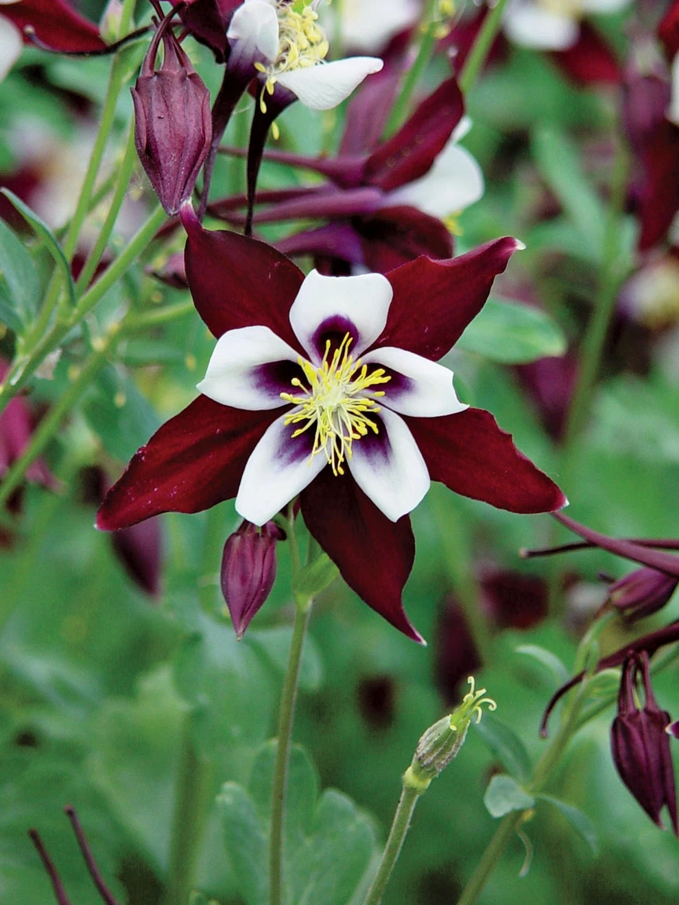 Columbine, Swan Burgundy And White