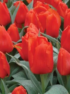 Tulip, Giant Orange Sunrise