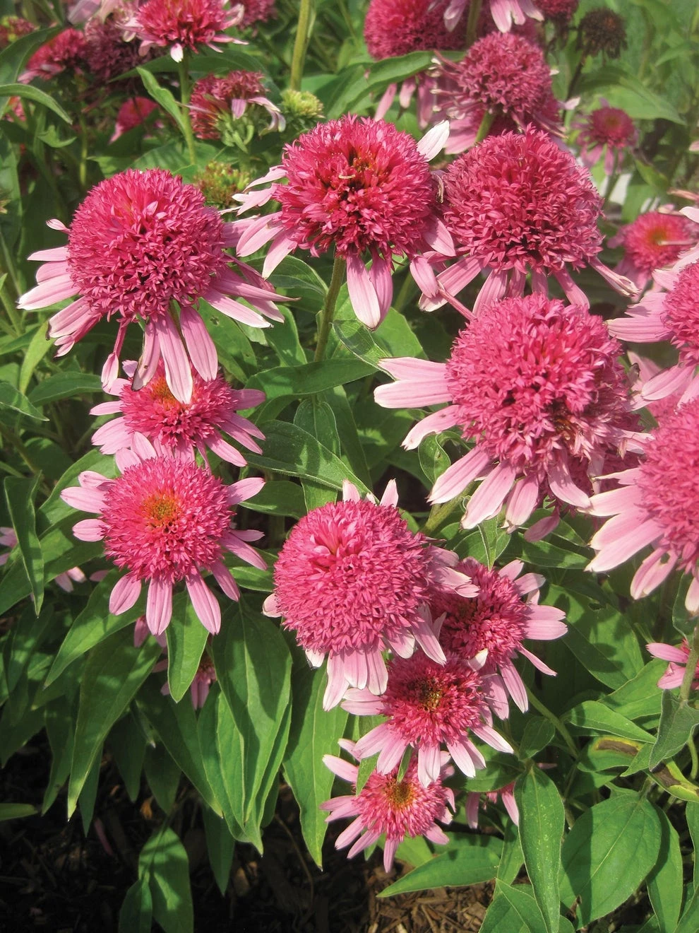 Echinacea, Double Scoop Bubble Gum - Image 2