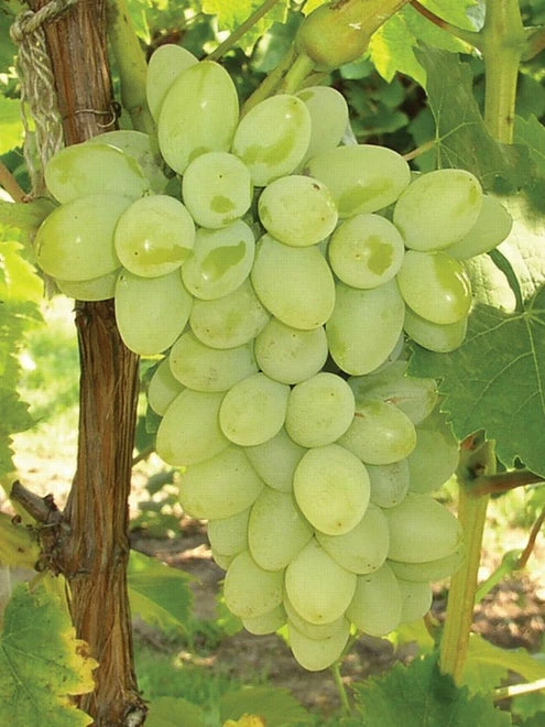 Grape, Neptune PP 12,302 - Image 4