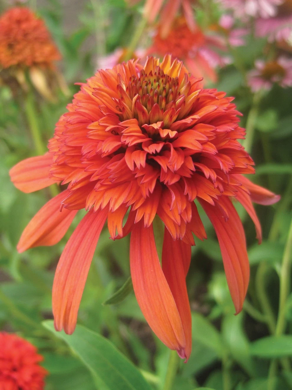 Echinacea, Hot Papaya