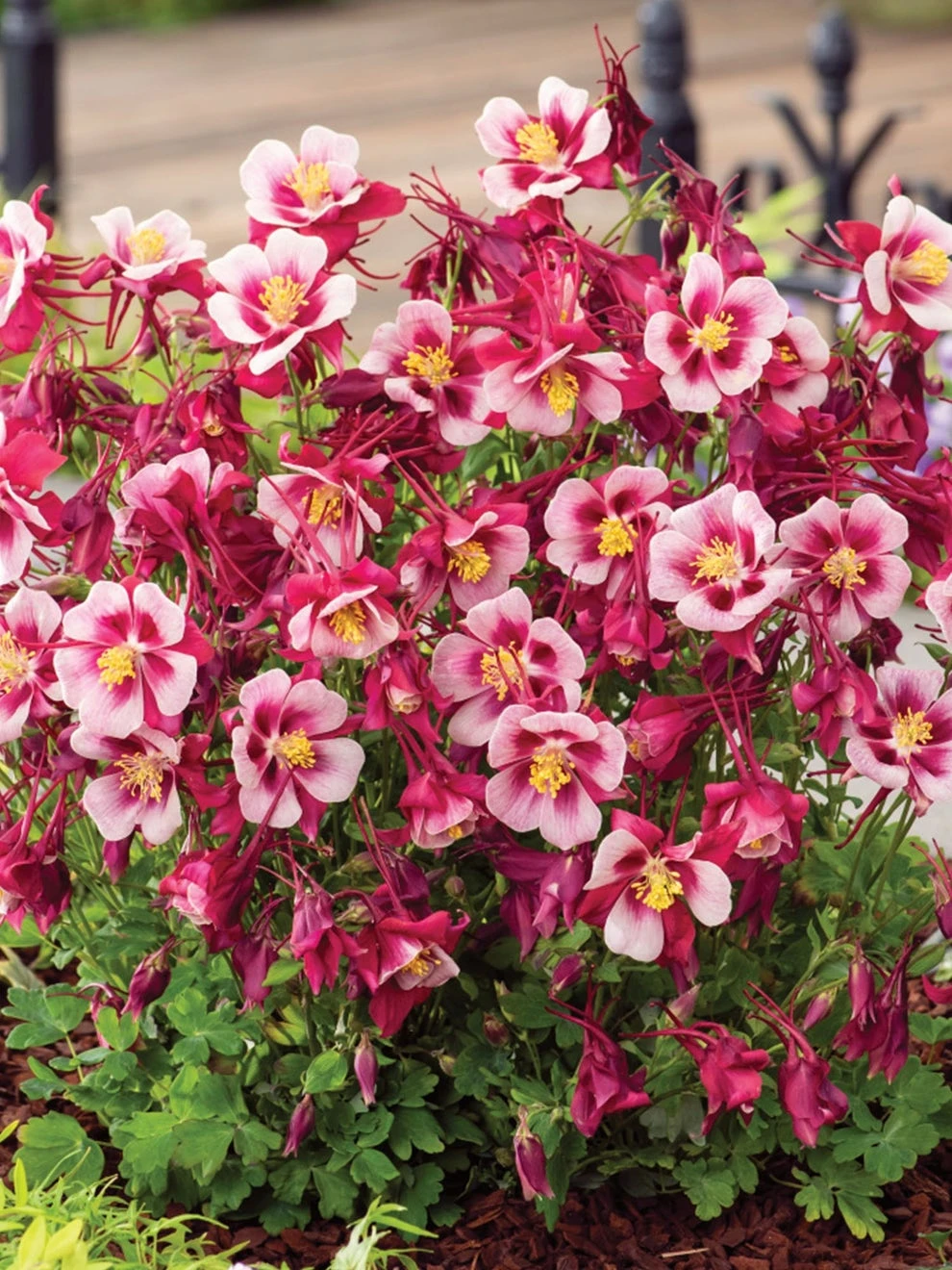 Columbine, Early Bird Red & White - Image 2