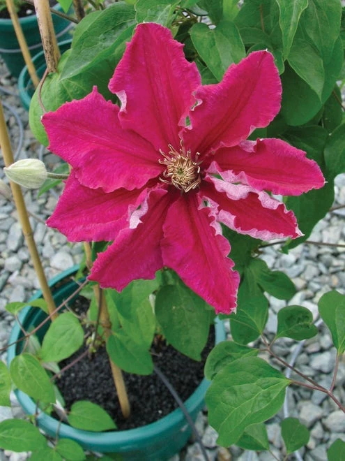 Clematis, Ernest Markham (red) - Image 2
