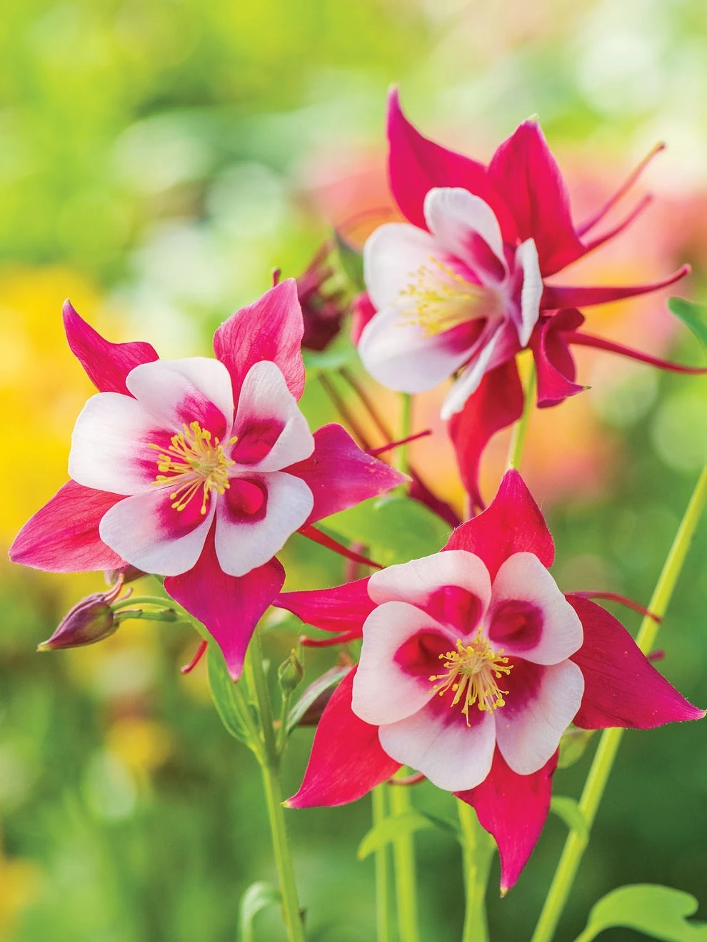 Columbine, Early Bird Red & White