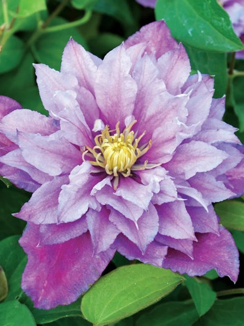 Clematis, Piilu - Image 2