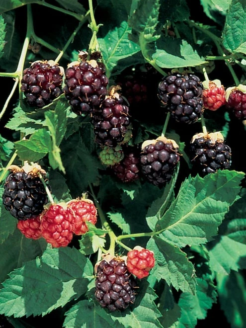 Boysenberry - Image 2