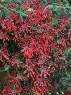 Lonicera, Major Wheeler