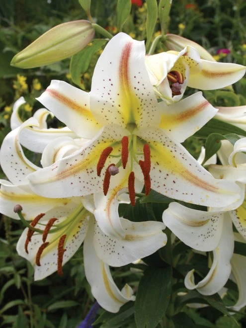 Lily Oriental, Garden Party - Image 2