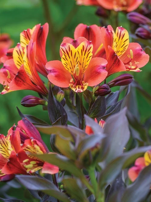 Alstroemeria, Indian Summer - Image 7