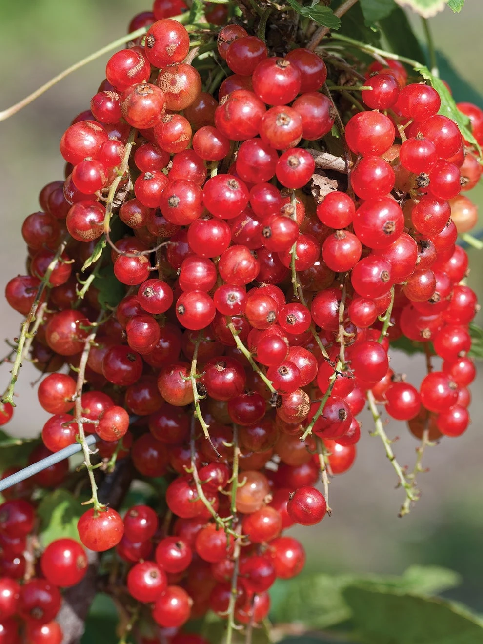 Currant, Jonkheer Van Tets, Red Early