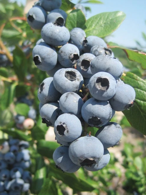 Blueberry, Jewel - Image 4