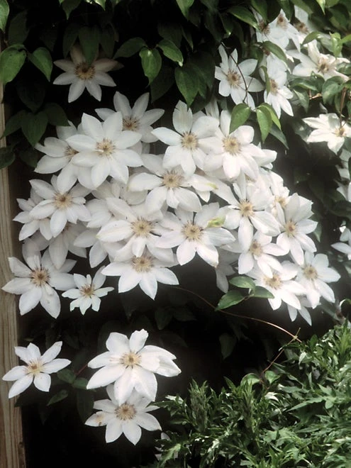 Clematis, Henryi (white) - Image 2