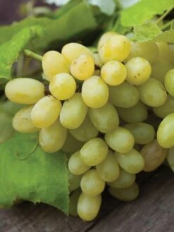 Grape, Marquis Seedless
