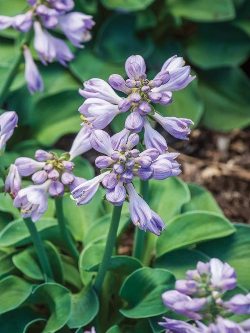 Hosta, Blue Mouse Ears - Image 4