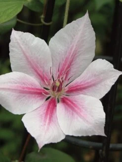 Clematis, Pink Fantasy