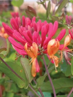 Lonicera (Honeysuckle), Goldflame